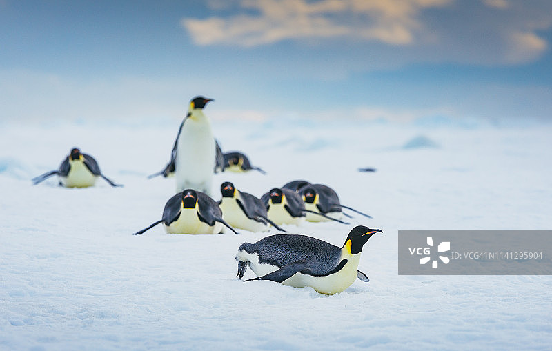 帝企鹅返回栖息地哺育幼崽图片素材