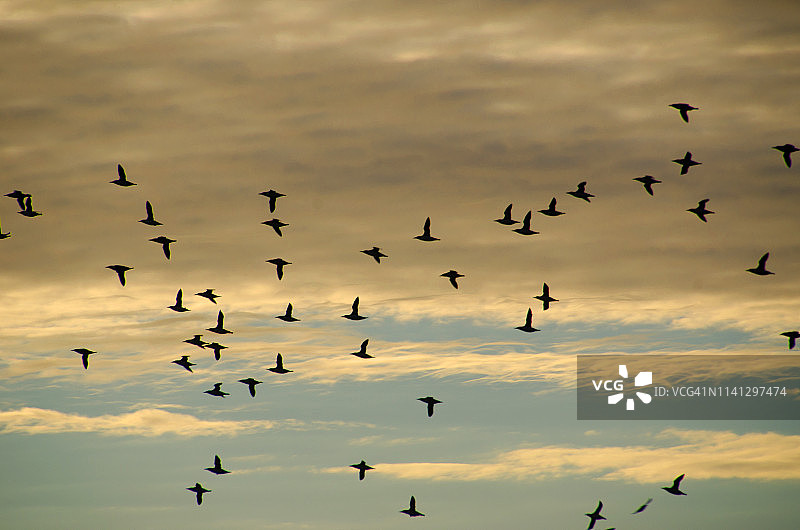 日落飞鸟图片素材