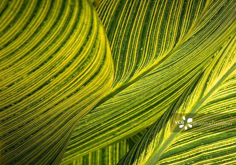 彩叶美人蕉叶的特写图片素材
