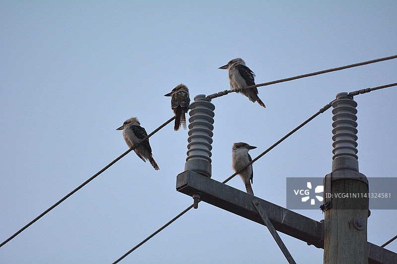 四只笑翠鸟栖息在电线杆上图片素材