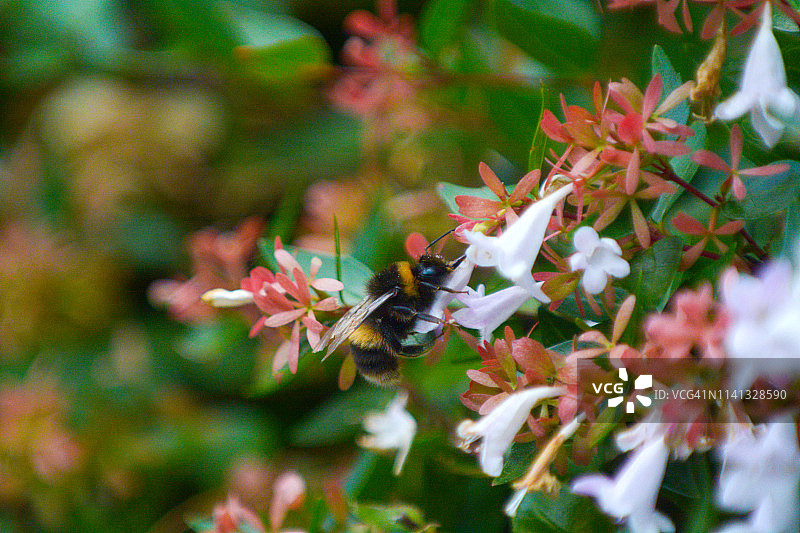 熊蜂采集花蜜图片素材