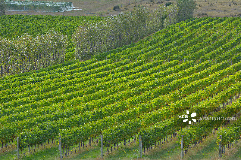 澳大利亚塔斯马尼亚的葡萄园风光图片素材