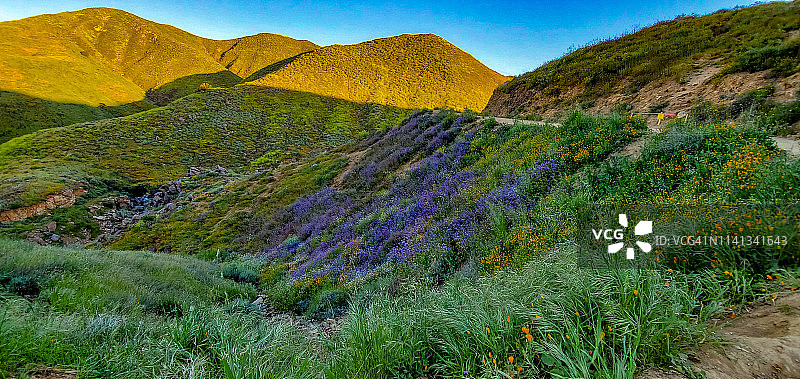 沃克峡谷罂粟花田的清晨徒步图片素材