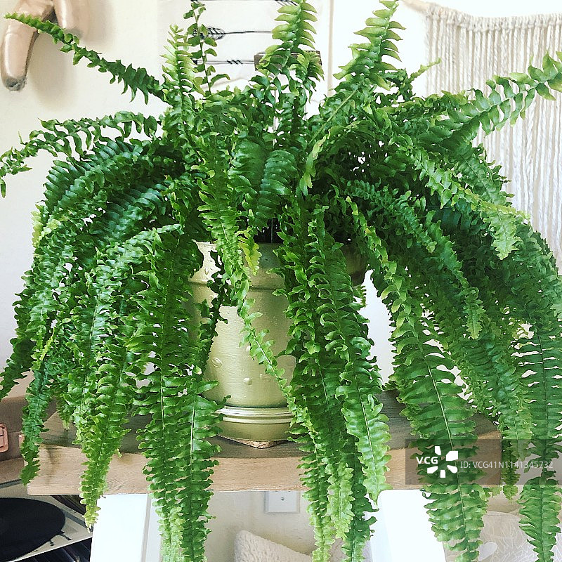 波士顿蕨类植物图片素材