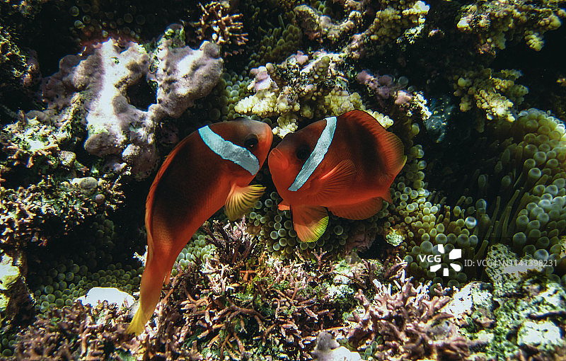 小丑鱼图片素材