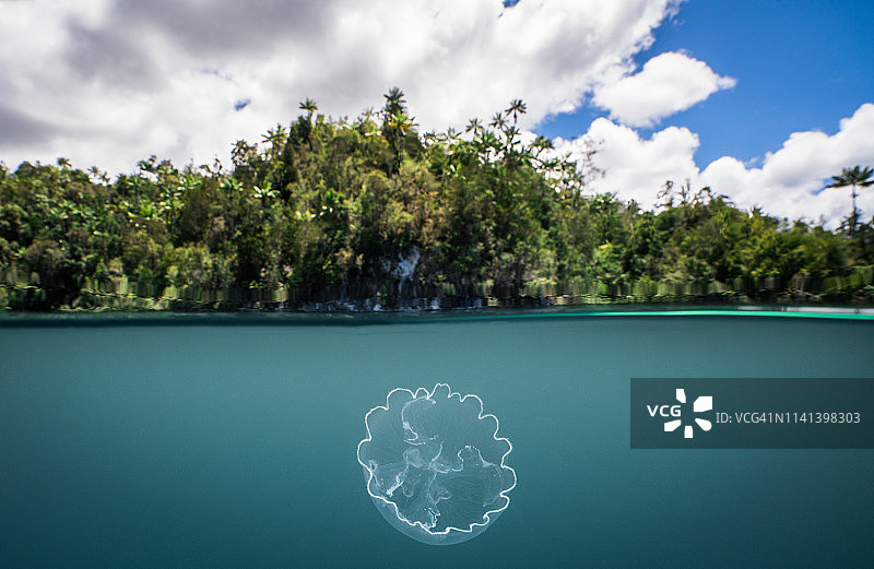 月亮水母图片素材