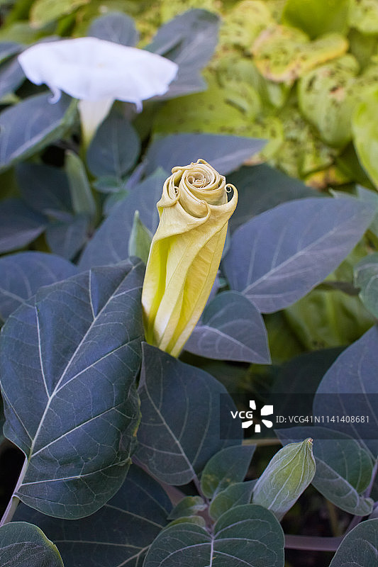 曼陀罗图片素材