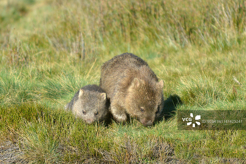 澳大利亚塔斯马尼亚的袋熊妈妈和小袋熊在吃草图片素材