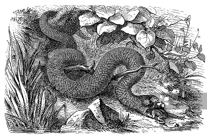 草游蛇吞食青蛙图片素材