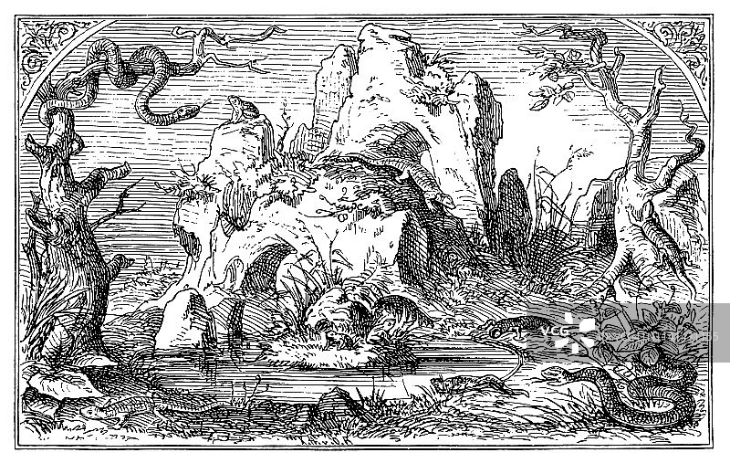 森林和沼泽的爬行动物和两栖动物图片素材