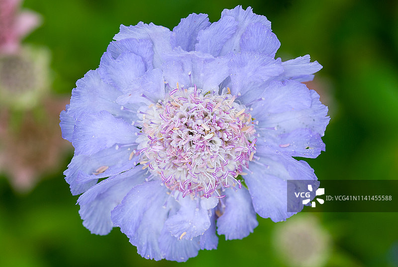 高加索蓝盆花图片素材