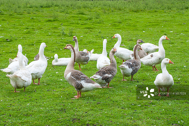 格朗特·奥瑟·格劳根鹅群图片素材