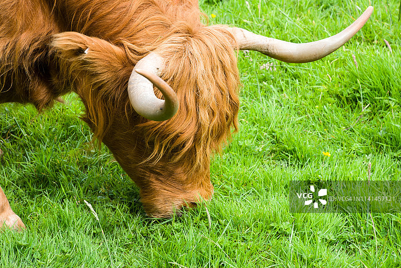 高地牛吃草图片素材