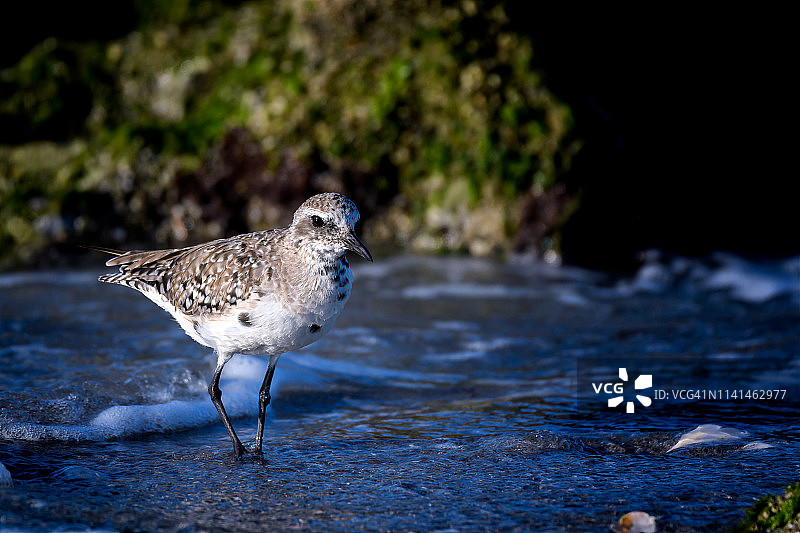 佛罗里达州卡斯珀森海滩上的冬羽黑腹鹬图片素材