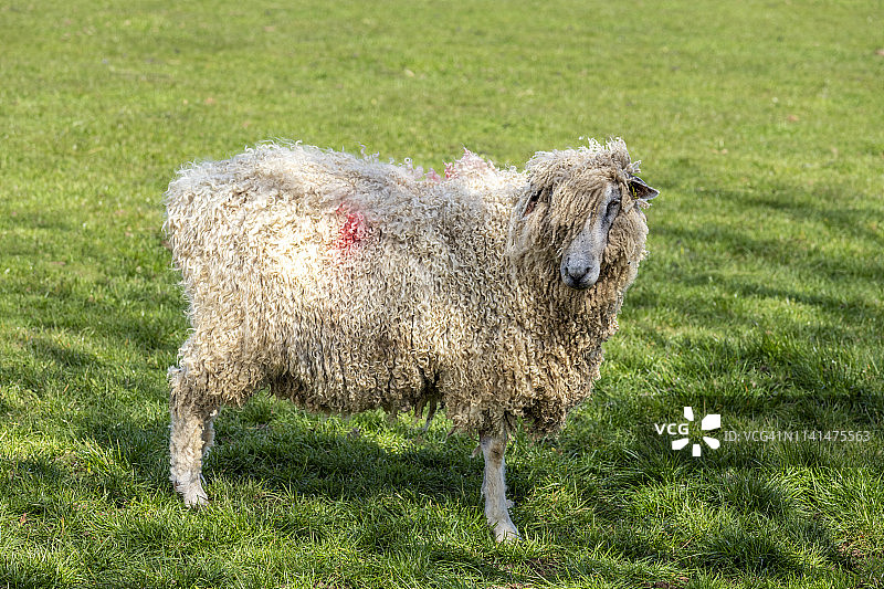科茨沃尔德丘陵上的传统科茨沃尔德绵羊图片素材