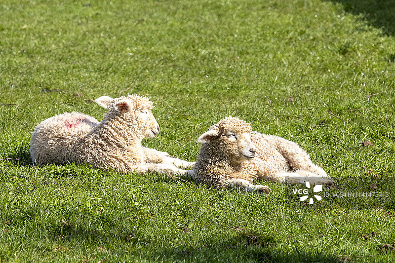 科茨沃尔德地区的两只传统科茨沃尔德羔羊图片素材