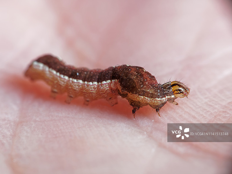 手上的蛾子毛毛虫图片素材