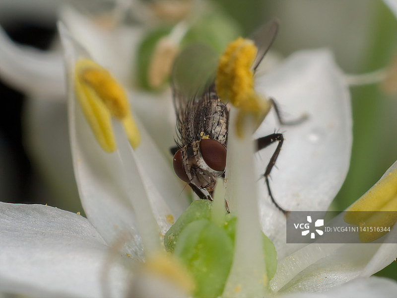 家蝇给花朵授粉图片素材