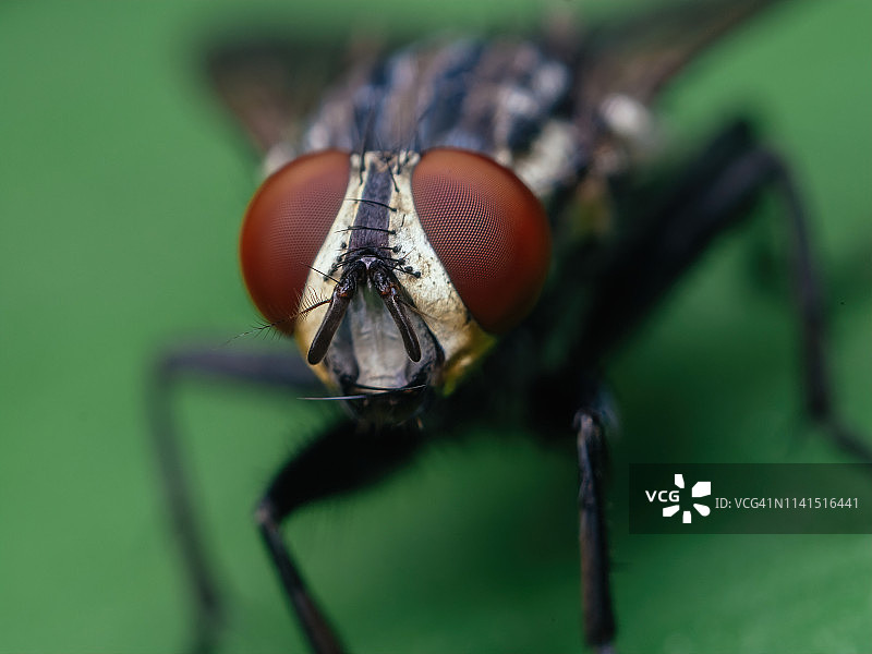 常见家蝇正面照图片素材
