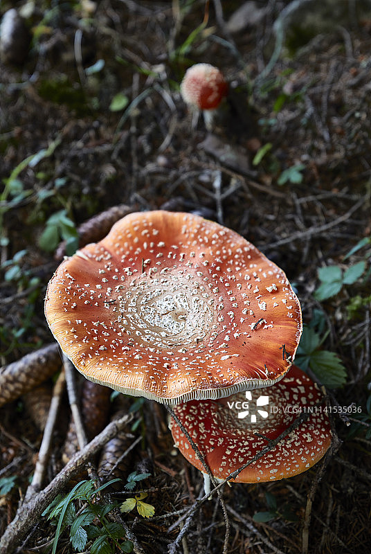瑞士森林中的毒蝇伞图片素材