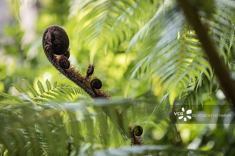 新西兰的卷曲蕨类植物图片素材