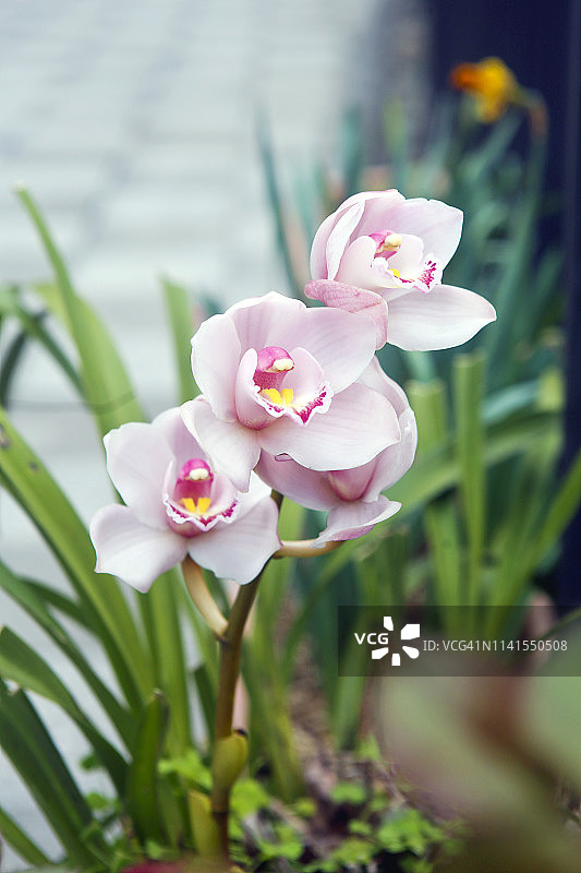 兰屿（Cymbidium）图片素材