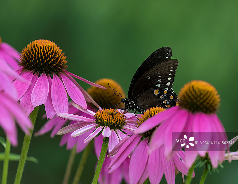 在紫色松果菊上的黑凤蝶图片素材