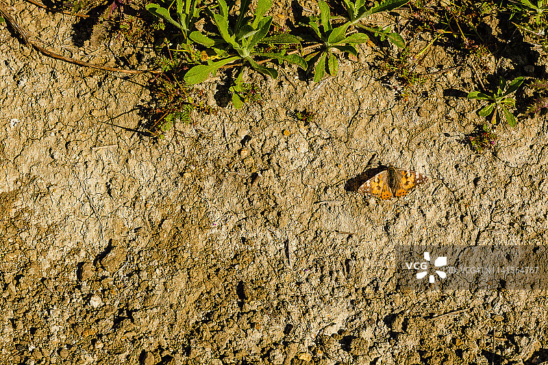 芥菜籽徒步图片素材