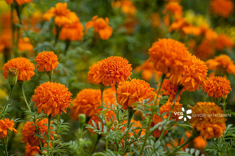 万寿菊花花园图片素材