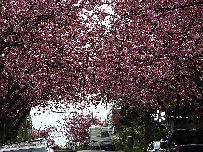 街上的樱花图片素材