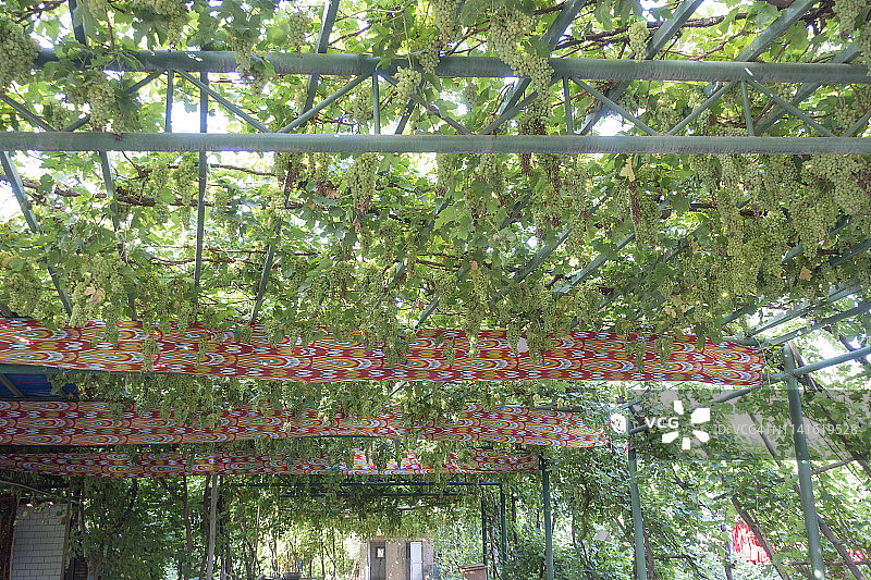 吐鲁番葡萄沟的葡萄图片素材