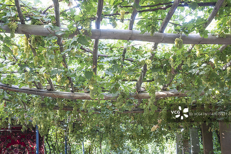 吐鲁番葡萄沟的葡萄图片素材