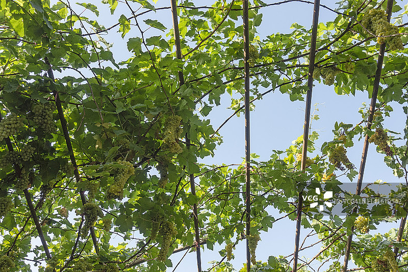 吐鲁番葡萄沟的葡萄图片素材