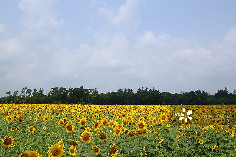 向日葵图片素材