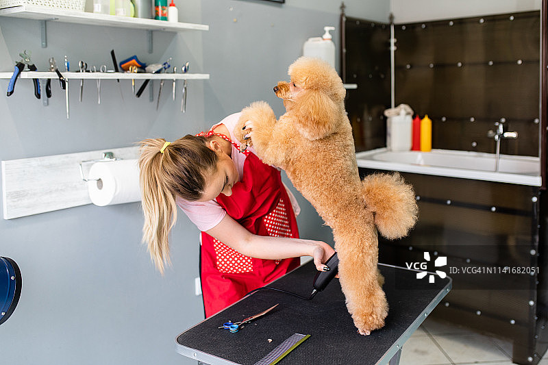 贵宾犬美容图片素材