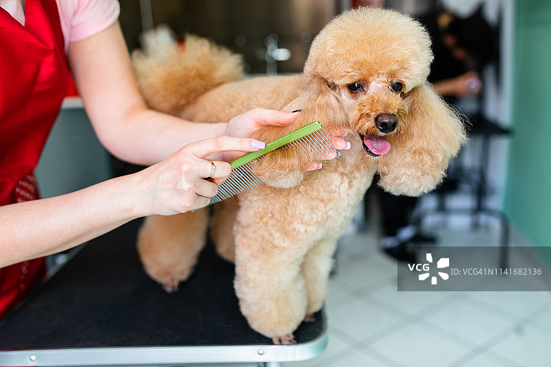 贵宾犬美容图片素材