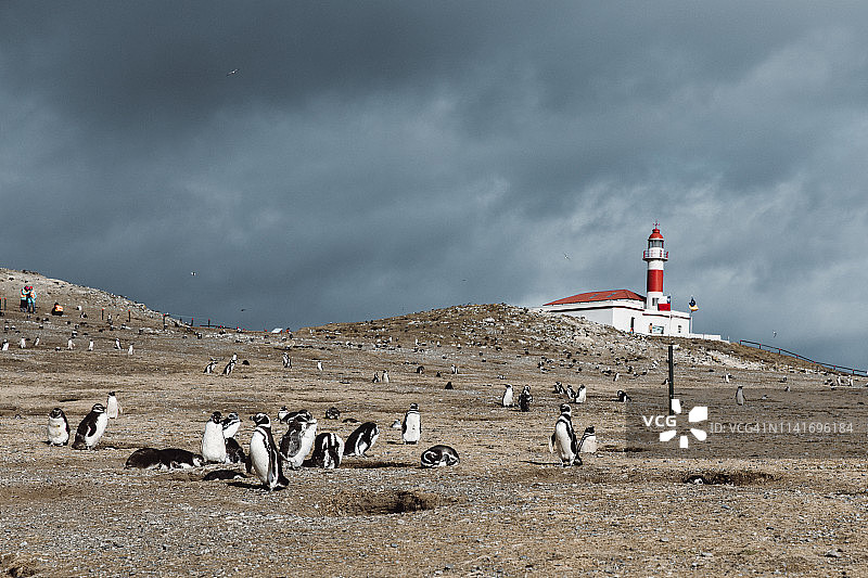 智利企鹅岛上的麦哲伦企鹅和灯塔图片素材