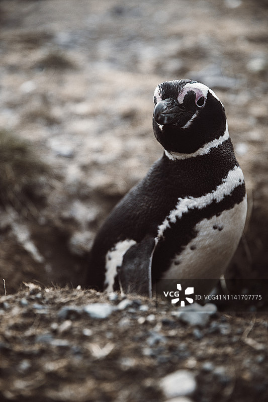 智利企鹅岛上的麦哲伦企鹅图片素材