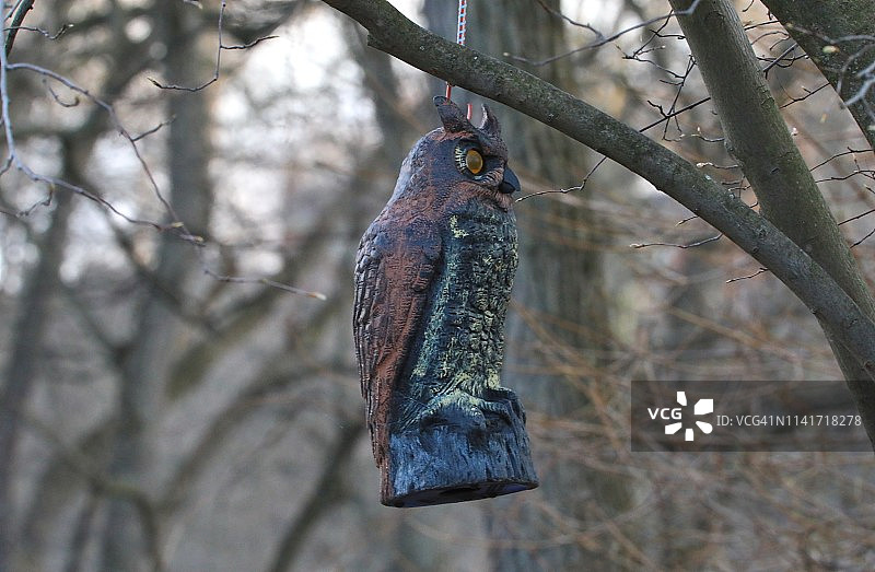 用于震慑鸟类的假角鸮图片素材