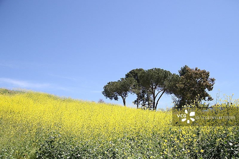 2018年伍尔西山火后在加利福尼亚州文图拉县盛开的美丽野花图片素材