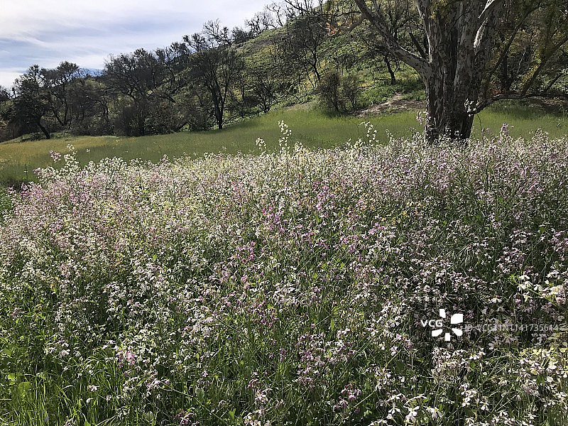 2018年伍尔西山火后在加利福尼亚州文图拉县盛开的美丽野花图片素材