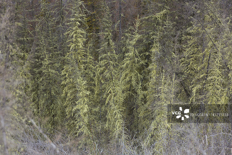 加拿大艾伯塔省伍德布法罗国家公园中覆盖着苔藓的树木图片素材