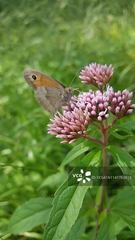 春花的微距特写图片素材