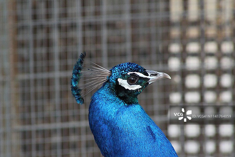 孔雀头部特写图片素材