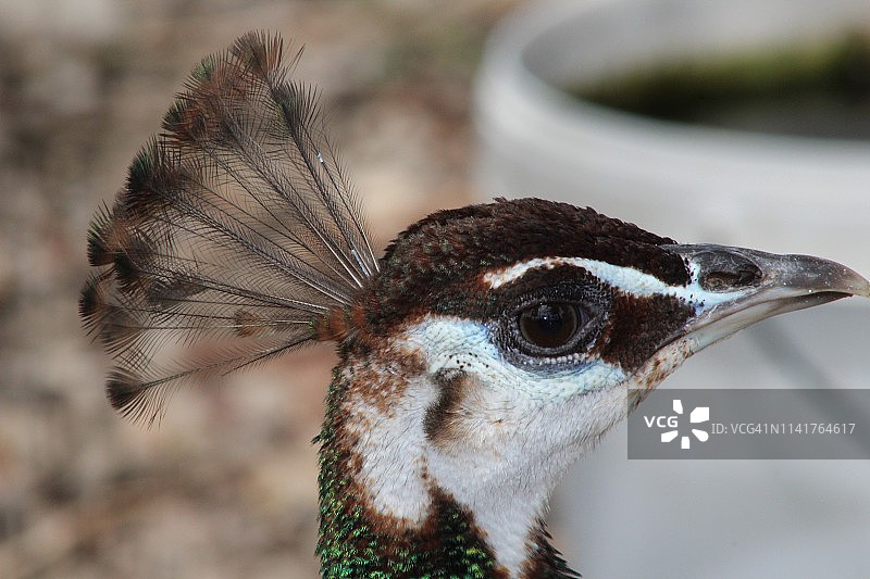 孔雀头部特写图片素材