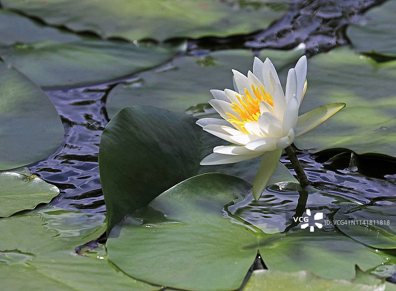 一朵白色睡莲，茎和莲叶浮在涟漪水面上的特写图片素材