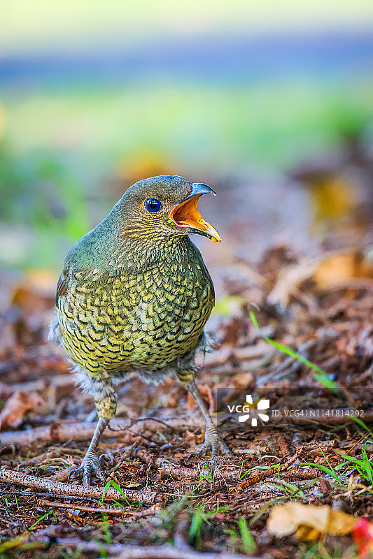 缎蓝园丁鸟图片素材
