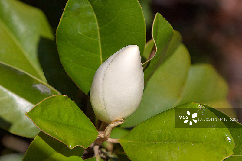 白色玉兰花图片素材