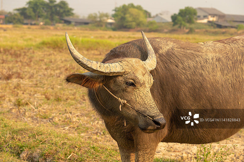 泰国水牛图片素材