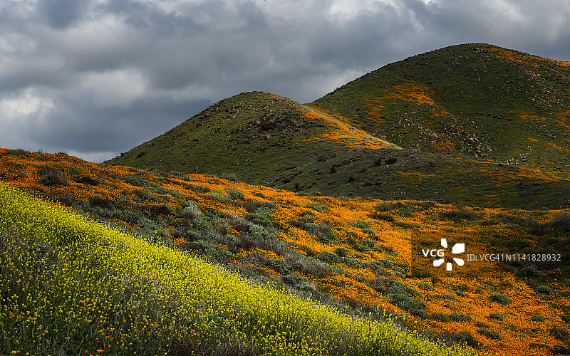 超级绽放图片素材